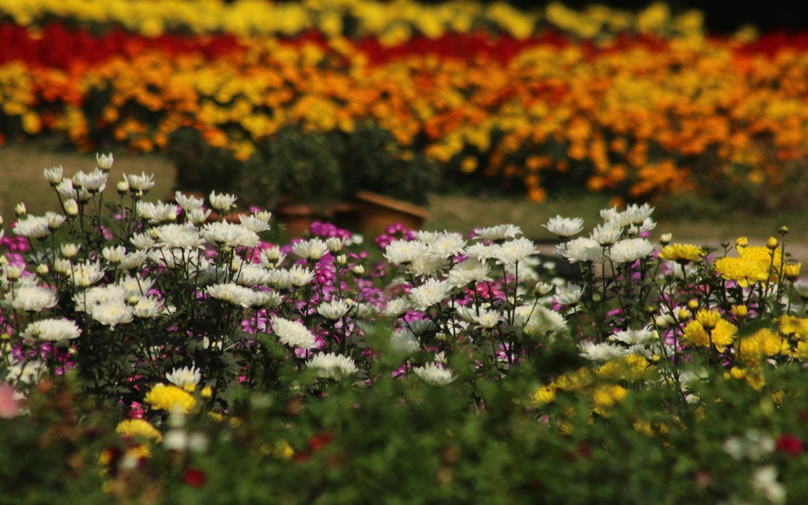 Blühende Chrysanthemen in Gelb, Rot und Weiß